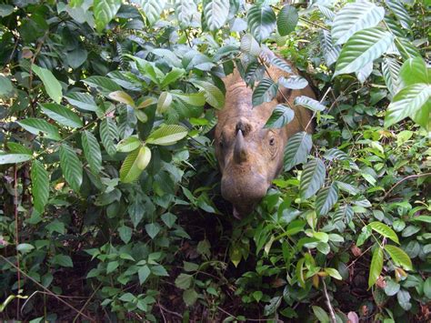 Saving the Sumatran Rhino - International Rhino FoundationInternational ...