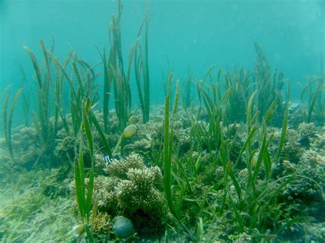 Corals and Coral Reefs