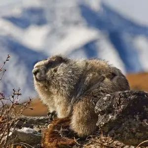 Hoary Marmot - Facts, Diet, Habitat & Pictures on Animalia.bio