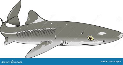 Dogfish Cartoons, Illustrations & Vector Stock Images - 65 Pictures to download from ...