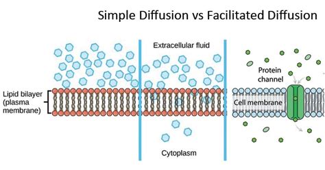 Simple Diffusion Vs Facilitated Diffusion Venn Diagram Diffe