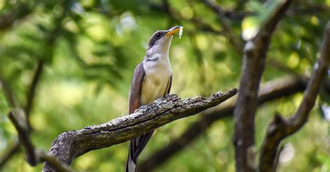 Critical Habitat Finally Designated for Western Yellow-billed Cuckoo ...