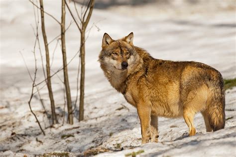 Poachers kill more gray wolves during snowy hunting seasons | Popular Science