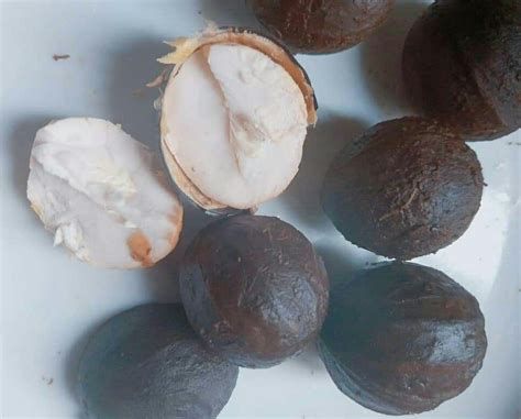 African Walnut: Health Benefits of Nigerian Walnut (African Walnut and Pregnancy) - Nigerian ...