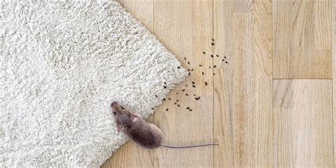 Souris Dans La Maison Dangereux | Ventana Blog