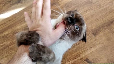 Angry Siamese Attack My Hand - YouTube