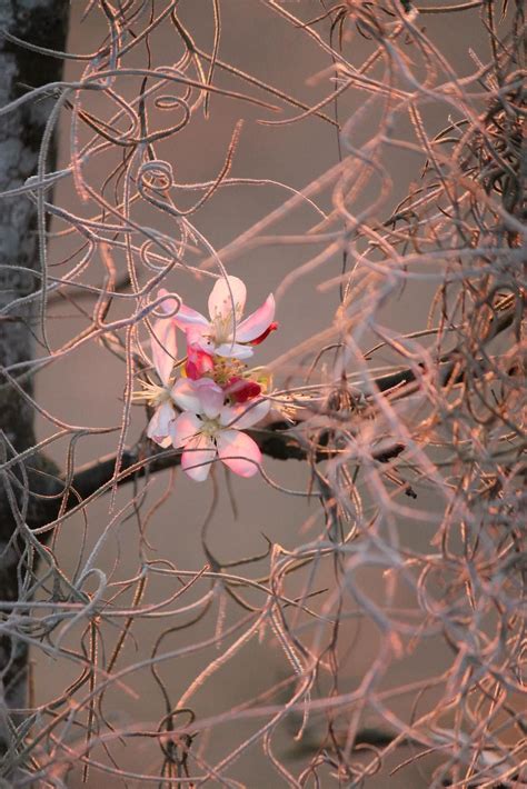 Cherry blossom at sunset | Blossom, Cherry blossom, Beautiful