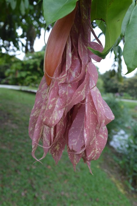 Musella: SPRING TIME AT KEPONG BOTANICAL GARDEN