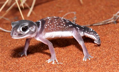 Smooth Knob-tailed Gecko (Nephrurus levis) | Smooth Knob-tai… | Flickr