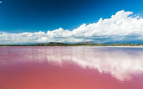 Why Are Some Lakes Pink? | Wonderopolis