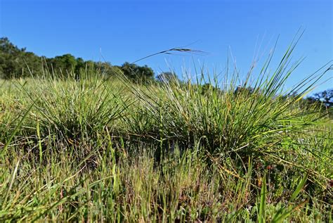 Perennial vs. Annual Grasses – Sonoma Mountain Ecology Notes