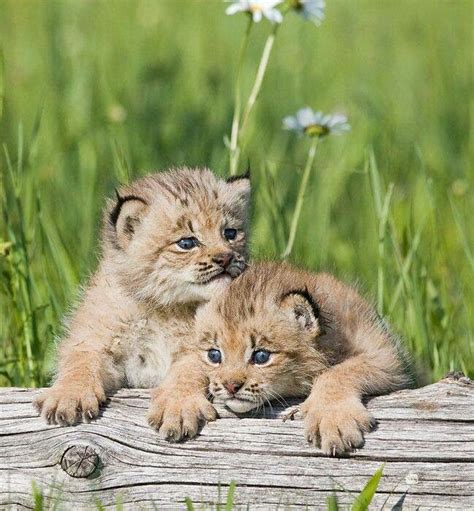 Lynx Babies | Cute baby animals, Baby animals, Cute animals