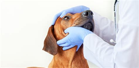 Should I Be Worried About My Dog’s Eye Discharge? - The Vets