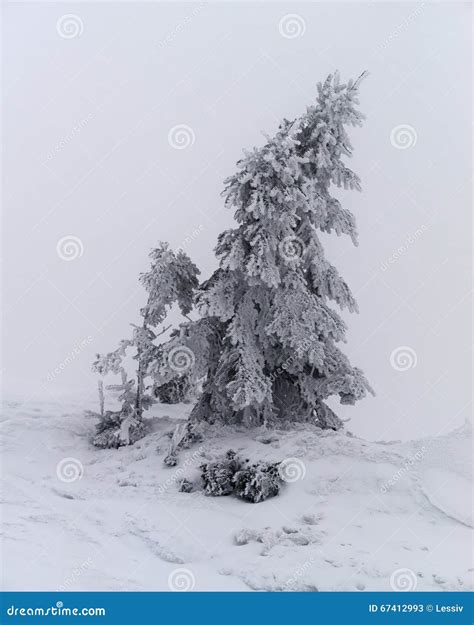 Frost in the valley stock image. Image of scene, spruce - 67412993