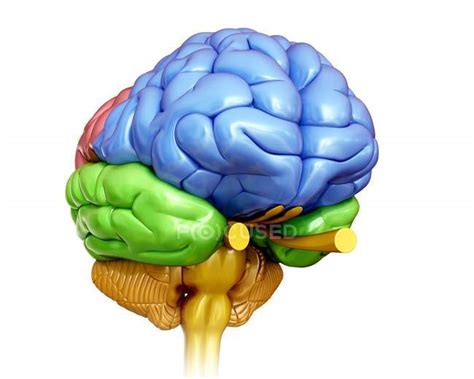 Human brain anatomy — biological, computer artwork - Stock Photo | #160566946