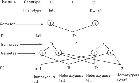 Mendel’s law segregation - Study Solutions