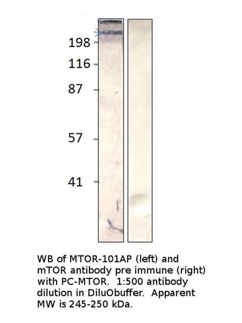 mTOR Polyclonal Antibody (MTOR-101AP)