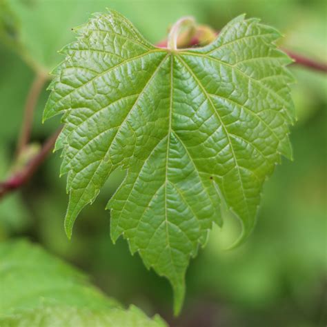 foraging for grape leaves in Chicago — Cardamom and Tea