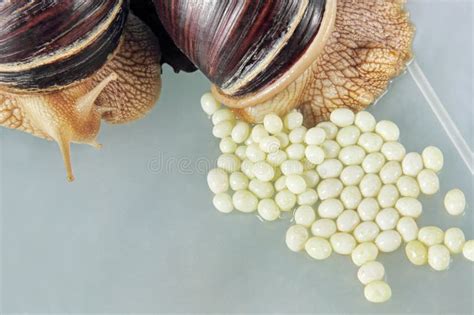 Giant African Achatina Fulica Snail Lays Eggs. Stock Photo - Image of ...