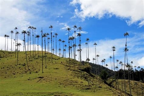 Landscape of Wax Palm Trees in Cocora Valley Near Salento, Colombia Stock Image - Image of ...