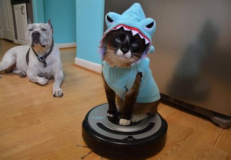 Goodbye Roomba Cat! RIP Max, The Roomba Shark Cat | Cuteness