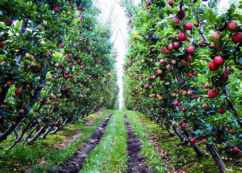 Washington state apple orchard [OC] : r/AgriculturePorn