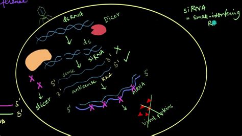 Mechanism of RNA Interference | Biotechnology and its Applications ...