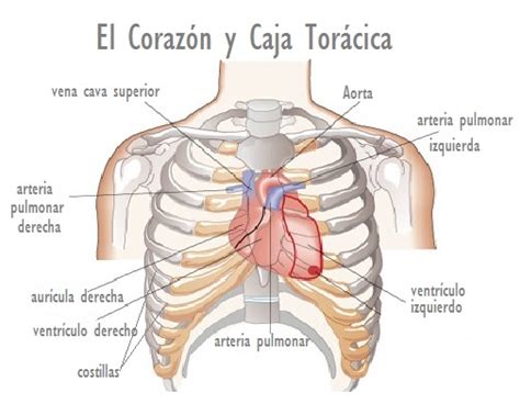 CAJA TORACICA DOWNLOAD