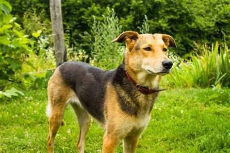 German Shepherd Mixes - Popular Breeds You Need To Know