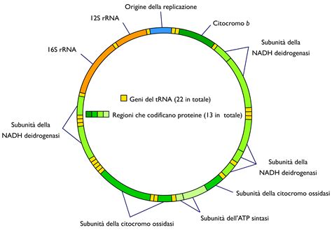 File:Mitochondrial DNA it.png - Wikimedia Commons