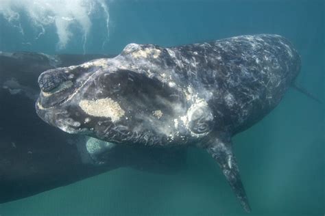 A southern right whale calf with mother in background. Poster Print by ...