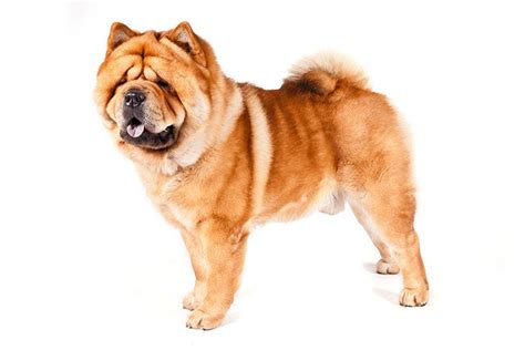 Chow Chow Dog Breed Information