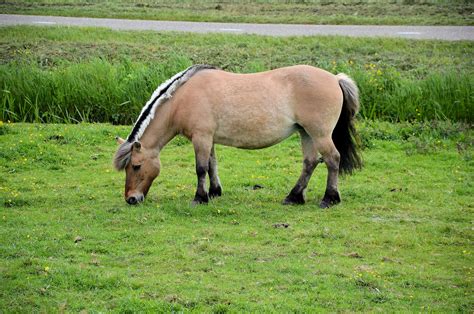 Horses & Pony's Farm Free Stock Photo - Public Domain Pictures