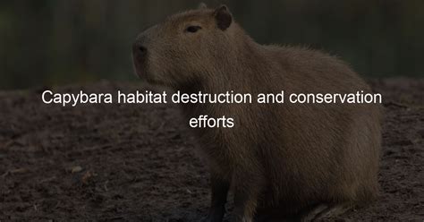 Capybara habitat destruction and conservation efforts - Capybara Lovers