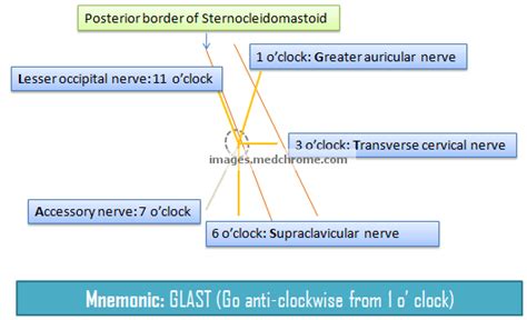 Superficial Cervical Plexus Block : Mnemonic | Epomedicine