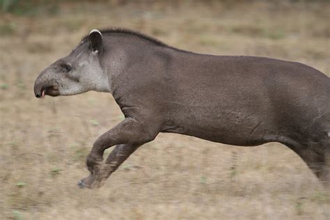 Tapirs