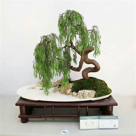 Pin by Bagus Wijaya on Bonsai.insp3 | Bonsai forest, Bonsai art, Bonsai ...