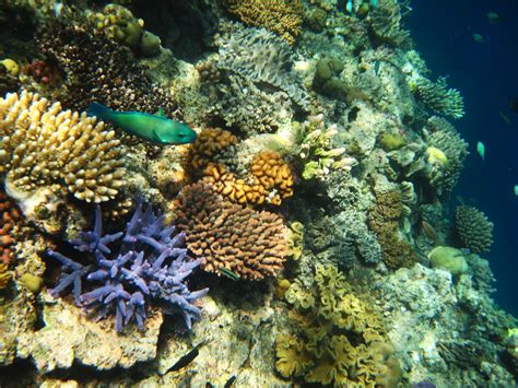 an underwater view of colorful corals and fish