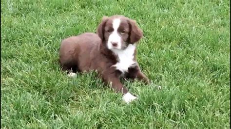 English Springer Spaniel Mix Puppies For Sale - YouTube