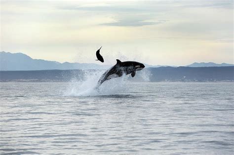 Killer Whale Hunting Photograph by Christopher Swann - Pixels