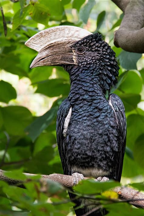 Silvery-cheeked Hornbill | Beautiful birds, Weird birds, World birds