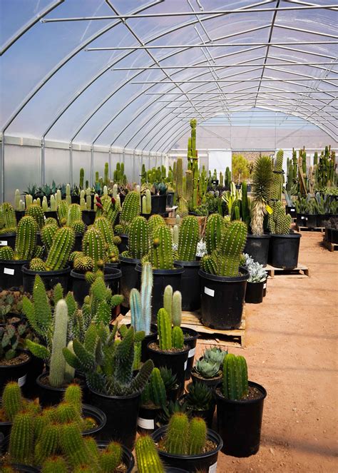 Cactus Joe's Desert Garden & Nursery Las Vegas