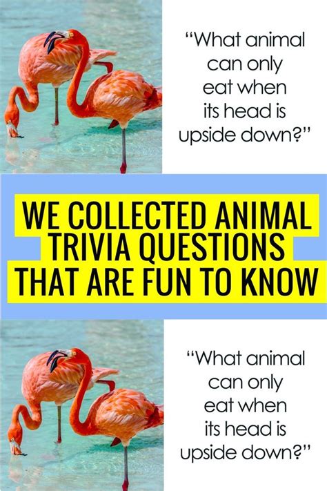 We collected animal trivia questions that are fun to know – Artofit