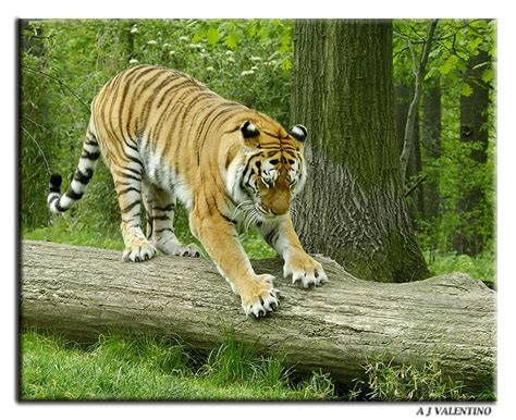 ENCYCLOPEDIA OF ANIMAL FACTS AND PICTURES: Siberian Tigers