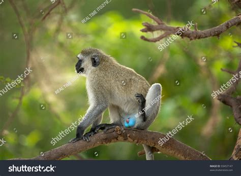 Blue ball monkey : 626 images, photos et images vectorielles de stock | Shutterstock