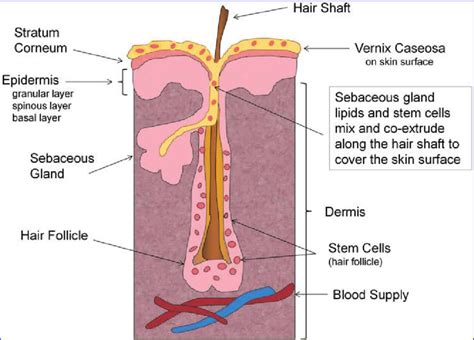 Vernix caseosa: why is this substance so important for babies at birth ...