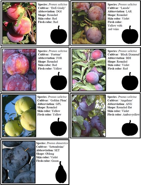 General description and morphological characteristics of the seven plum ...