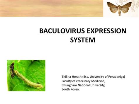 Baculovirus expression vector system