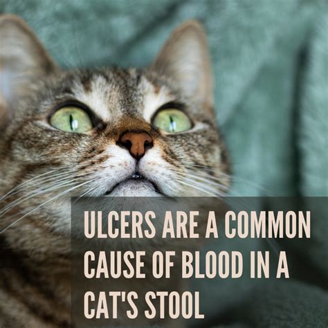 Most Common Cause Of Blood In Cat Stool - Cat Meme Stock Pictures and Photos