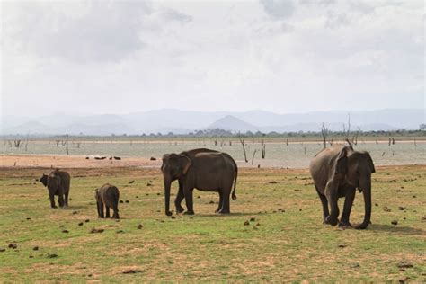 Our Wildlife Safari at Udawalawe National Park - Free Two Roam